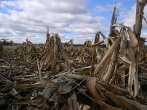 CornHarvest