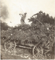 Peas_Viner1935.jpg