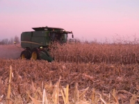 Corn_Harvest 5