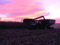 Corn_Harvest2